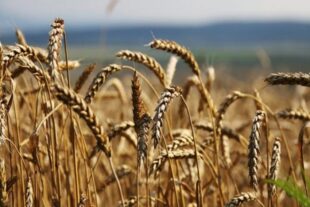 Ռուսաստանը ժամանակավոր արգելում է կոշտ ցորենի արտահանումըpx